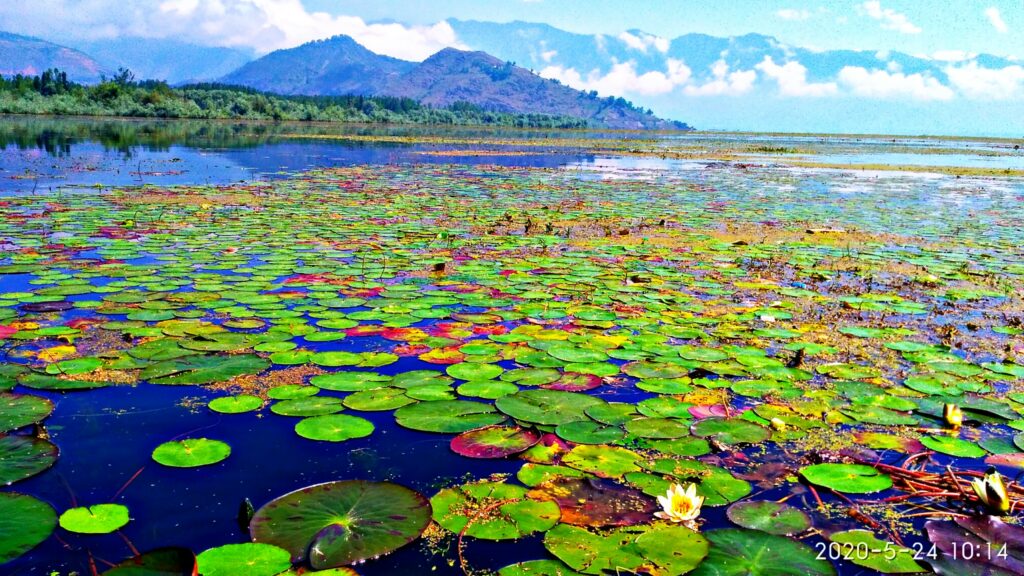 Wular Lake - Places to Visit in Srinagar