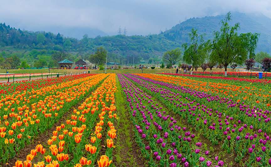 Indira Gandhi Tulip Garden - Places to Visit in Srinagar
